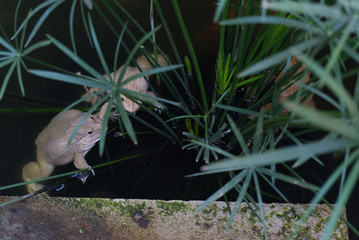 frog swimming in the pond