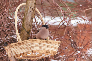 A female bullfinch sits in a wicker basket with a seed in its beak against the background of bare...