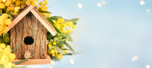 Blooming mimosa branches for Mothers Day