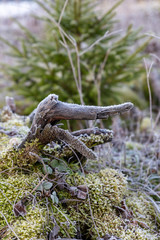 frosty interesting strain in the forest