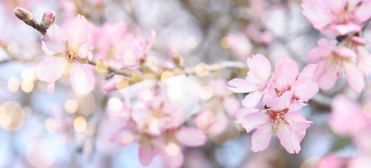 Fresh flowers. Spring background.