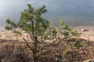 Fototapeta na wymiar a frozen pine tree near a frozen lake