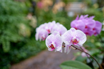Beautiful blossom. Branch of orchideas.