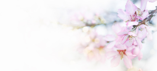 Obraz na płótnie Canvas Fresh flowers. Spring background.