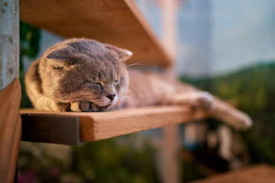 Sleeping cat. Grey scottish fold.