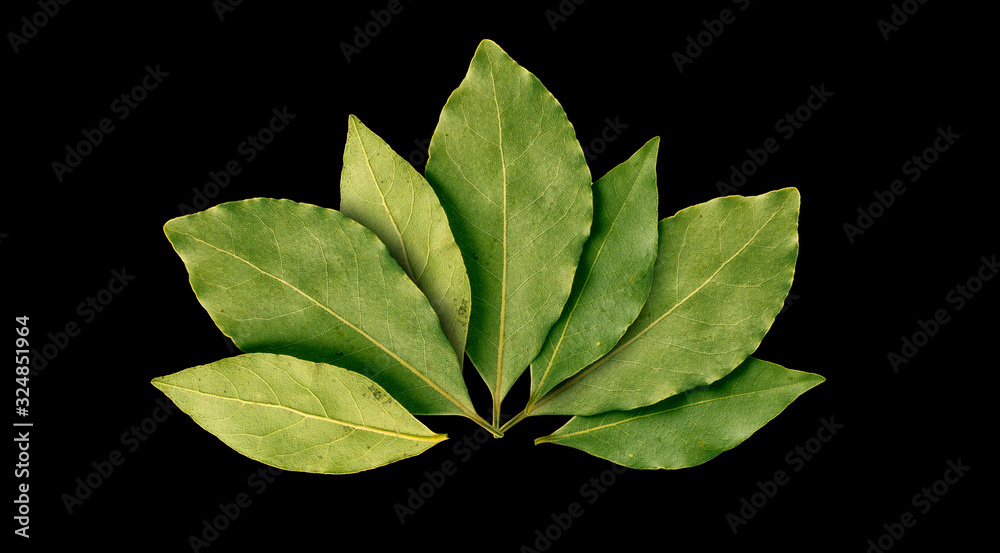 Wall mural bay leaf on black