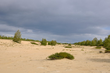 Heavy dark blue with tint of grey clouds in the cold summer sky over  green forest growing in the sand. North