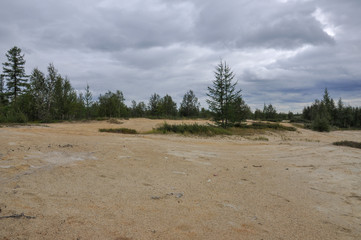 Heavy dark blue with tint of grey clouds in the cold summer sky over  green forest growing in the sand. North