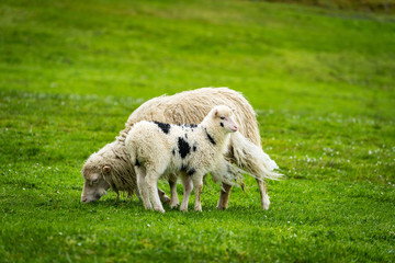Obraz premium Baby sheep in Faroe Islands.