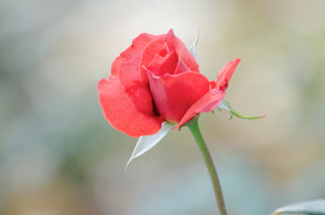 Red rose with blurred pattern background