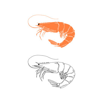 Elegant linear illustration of shrimp isolated on white background. Underwater creature hand drawn realistic vector sketch drawing. Sea food logo template.