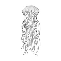 Elegant linear illustration of jellyfish isolated on white background. Underwater creature hand drawn realistic vector sketch drawing.