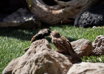 a male passer domesticus give to eating to her breeding