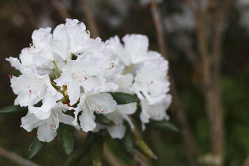 Azalea big white flowers in the spring.