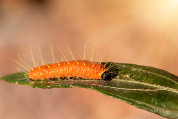 A closeup macro isolated image of a Gulf Fritillary Caterpillar,The Caterpillar has bright orange skin.