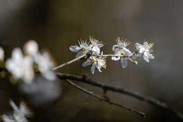 Premières fleurs d'un arbuste au printemps