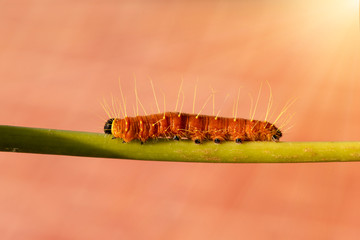 A closeup macro isolated image of a Gulf Fritillary Caterpillar,The Caterpillar has bright orange skin.