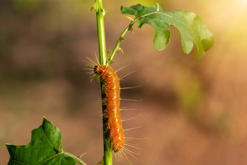 A closeup macro isolated image of a Gulf Fritillary Caterpillar,The Caterpillar has bright orange skin.