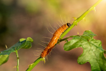 A closeup macro isolated image of a Gulf Fritillary Caterpillar,The Caterpillar has bright orange skin.