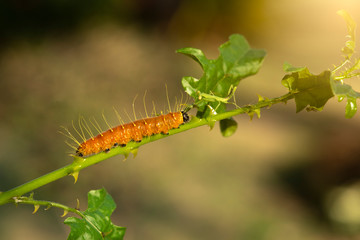 A closeup macro isolated image of a Gulf Fritillary Caterpillar,The Caterpillar has bright orange skin.