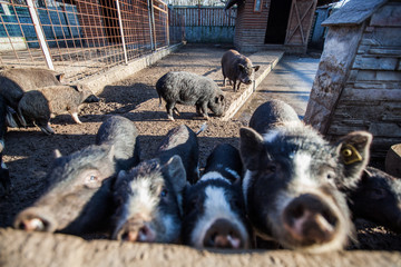 Vietnamese Pot-bellied pigs farm © mitarart