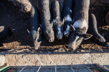 Vietnamese Pot-bellied pigs farm