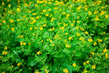 Flowering yellow flowers of celandine. Greater celandine (Chelidonium majus, tetterwort, nipplewort or swallowwort, St John's wort). Floral herb medicinal background.