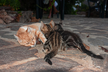 Two gray striped kittens suck their mother's milk.
