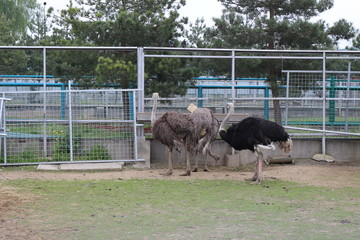 Three ostriches feed in a zoo paddock