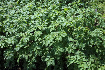 Growing potato