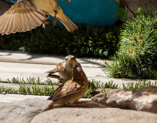 family birds with the father out of focus