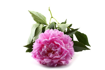 Peony flower