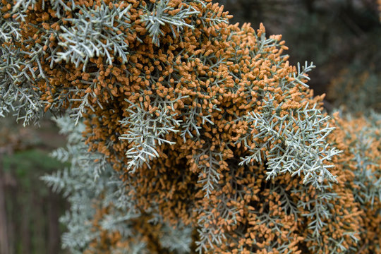 Arizona Cypress Foliage