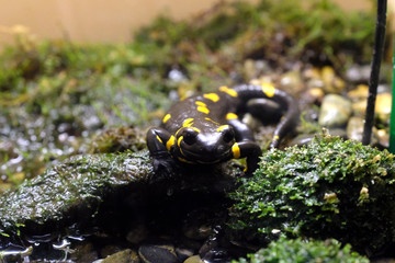 水辺で構える派手な色のファイアサラマンダー