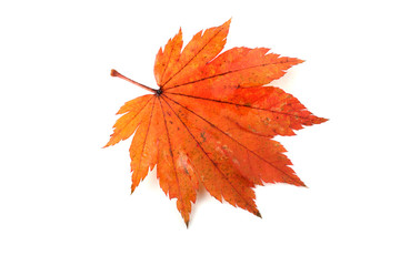 Autumn maple leaf