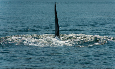 Orca in the Saanich Inlet, Vancouver IslandNorth-America, Canada, British Colombia, August 2015