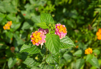 beautiful Lantana camara exotic tropical flower. perennial shrub that has a whole bunch of delicious inflorescences. gardeners prefer to grow this plant in indoor conditions.