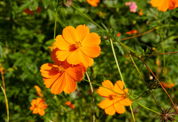 Cosmos sulphureus is a species of beautiful flowering plants, a decorative garden flower. bright yellow flowers on a grass backgroundMexican Aster is Common in Latin America.