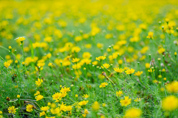 Blurred yellow flowers with blurred pattern backgrounds