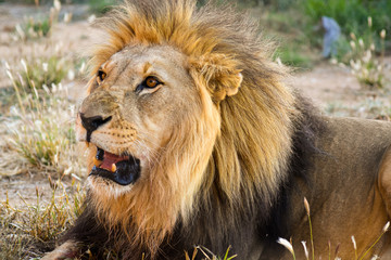 Lions portrait