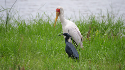Yellow-billed stork and a black heron together