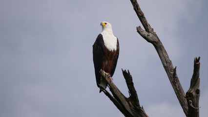 African fish eagle on a branch