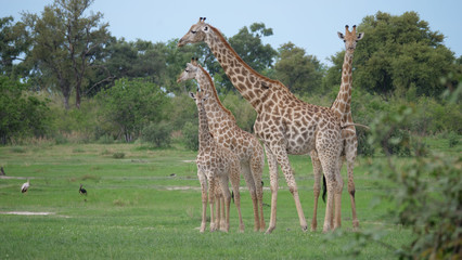 Giraffe family standing together