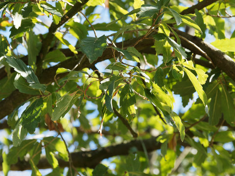 (Quercus x turneri pseudoturneri) Ch&ecirc;ne de Turner aux feuilles coriaces et lob&eacute;es, face sup&eacute;rieure vert fonc&eacute;, au revers gris et feutr&eacute;