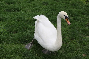Snow-white swan walks on green grass