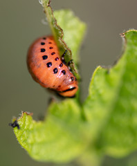 Colorado potato beetle in the garden