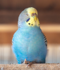 Portrait of a budgie in a cage