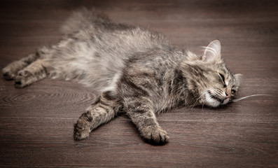 The cat lies and sleeps on the floor