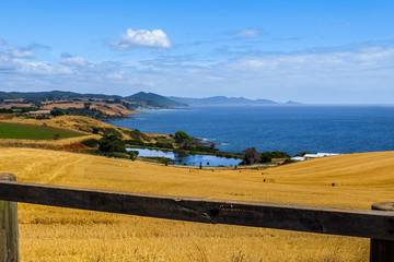 Corn field next to ocean in northern Tasmania Australia