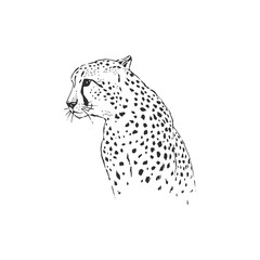 Leopard hand drawn inky sketch. African wild cat, cheetah black and white illustration. Monochrome jaguar realistic design element © AngellozOlga